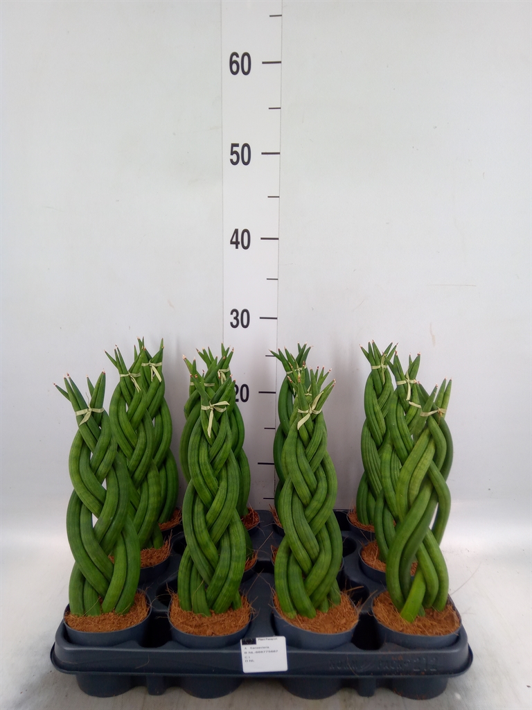Горшечные цветы и растения оптом Sansevieria Cyl.  ... от 12шт (для телеги) из Голландии с доставкой по России