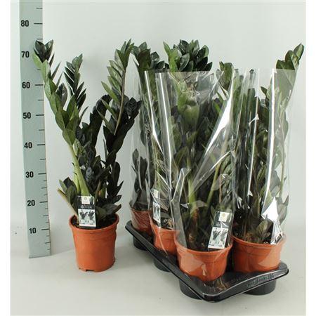 Горшечные цветы и растения оптом Zamioculcas Raven 4+ от 1шт из Голландии с доставкой по России