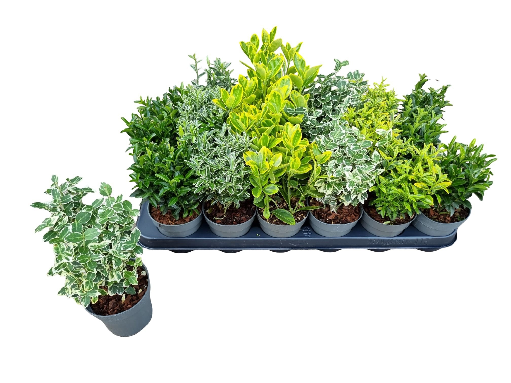 Горшечные цветы и растения оптом Euonymus Jap Gem от 18шт (для телеги) из Голландии с доставкой по России