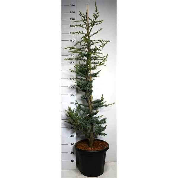 Горшечные цветы и растения оптом Cedrus Lib Glauca от 1шт из Голландии с доставкой по России