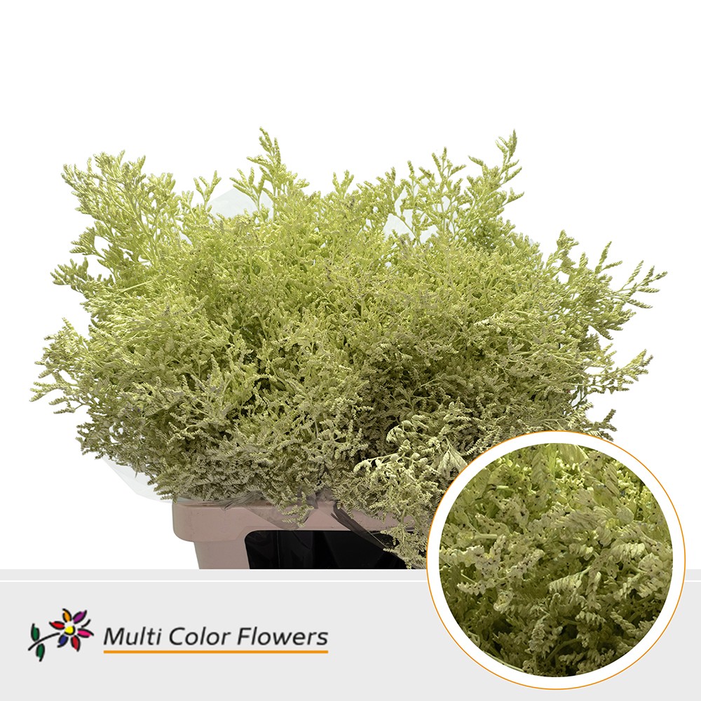 Срезанные цветы оптом Limonium paint cream от 50шт.. из Голландии с доставкой по России