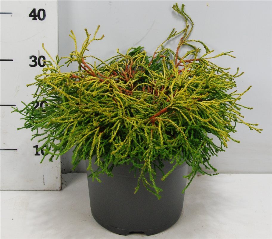 Горшечные цветы и растения оптом Chamaecyparis Obt Gitte от 1шт из Голландии с доставкой по России