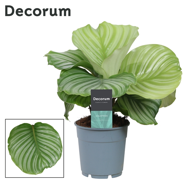 Горшечные цветы и растения оптом Calathea Orbifolia (decorum) от 6шт из Голландии с доставкой по России