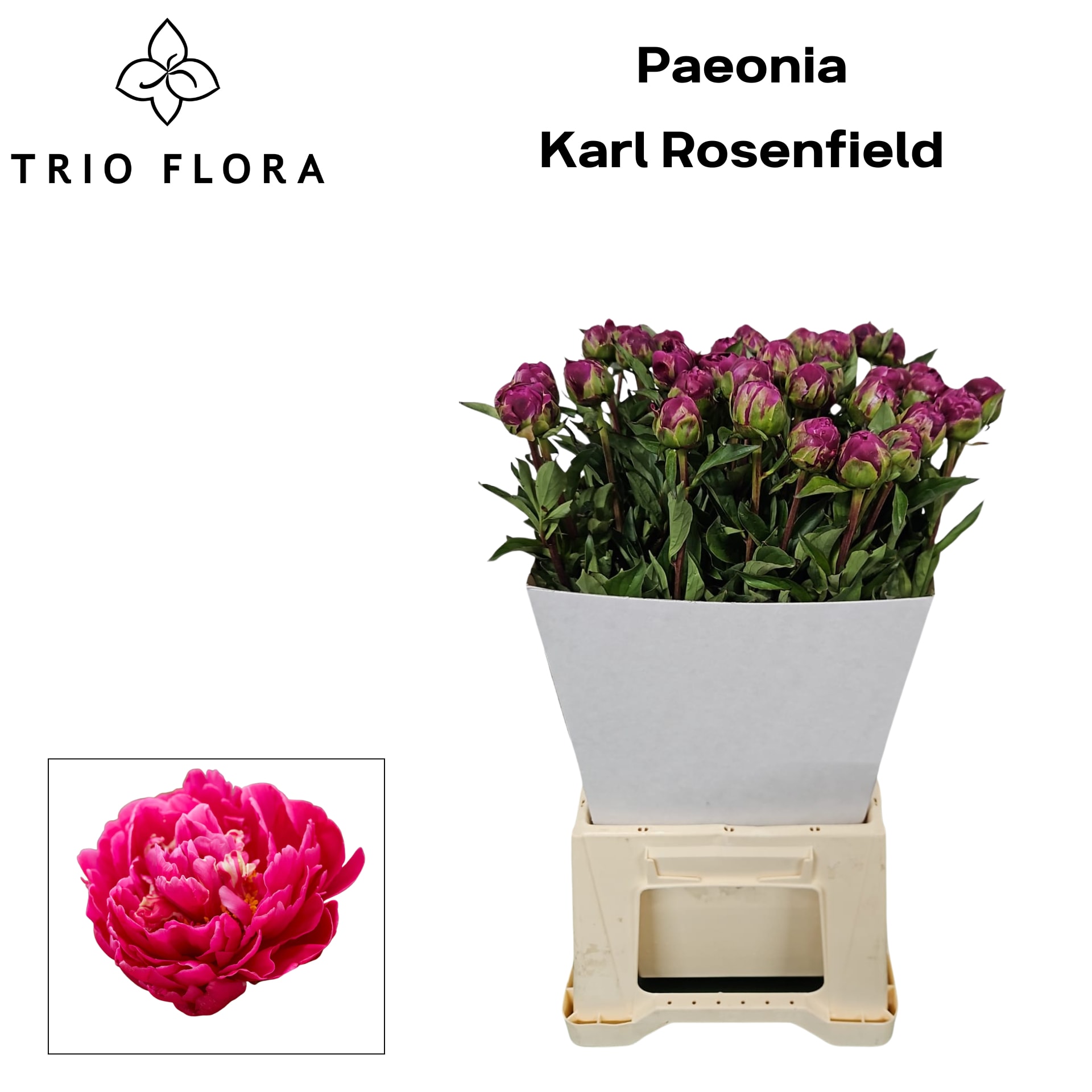 Срезанные цветы оптом Paeonia karl rosenfield от 40шт из Голландии с доставкой по России