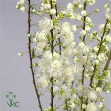 Срезанные цветы оптом Prunus alba plena от 50шт из Голландии с доставкой по России