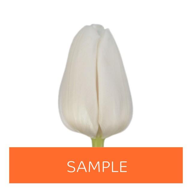 Срезанные цветы оптом Tulipa si (our choice) white от 150шт из Голландии с доставкой по России
