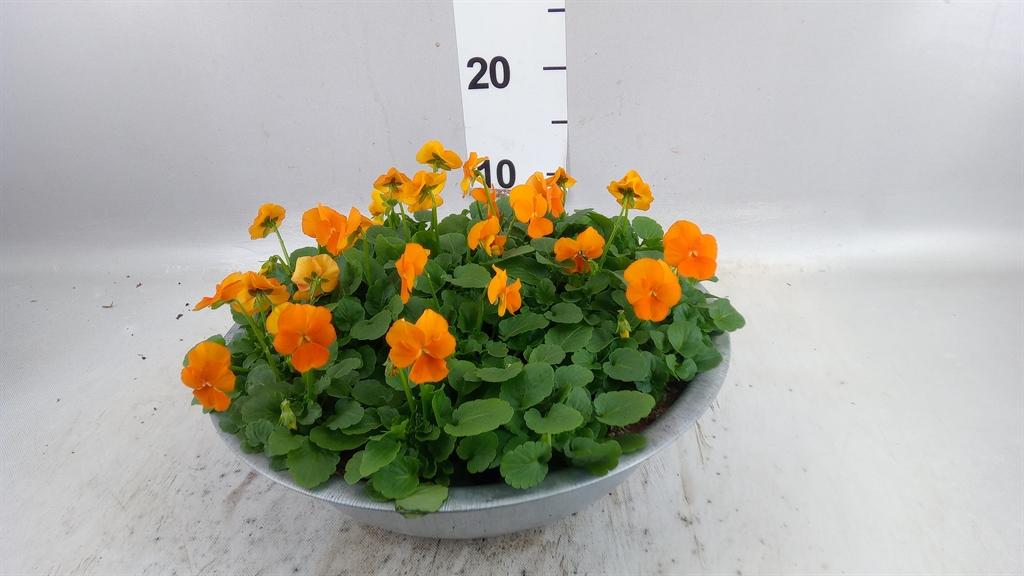 Горшечные цветы и растения оптом Viola Corn. sorbet Xp Orange от 1шт (для телеги) из Голландии с доставкой по России