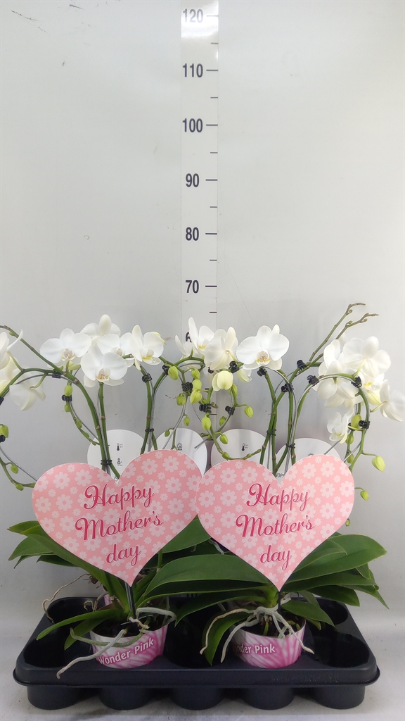 Горшечные цветы и растения оптом Phalaenopsis   ... от 4шт из Голландии с доставкой по России