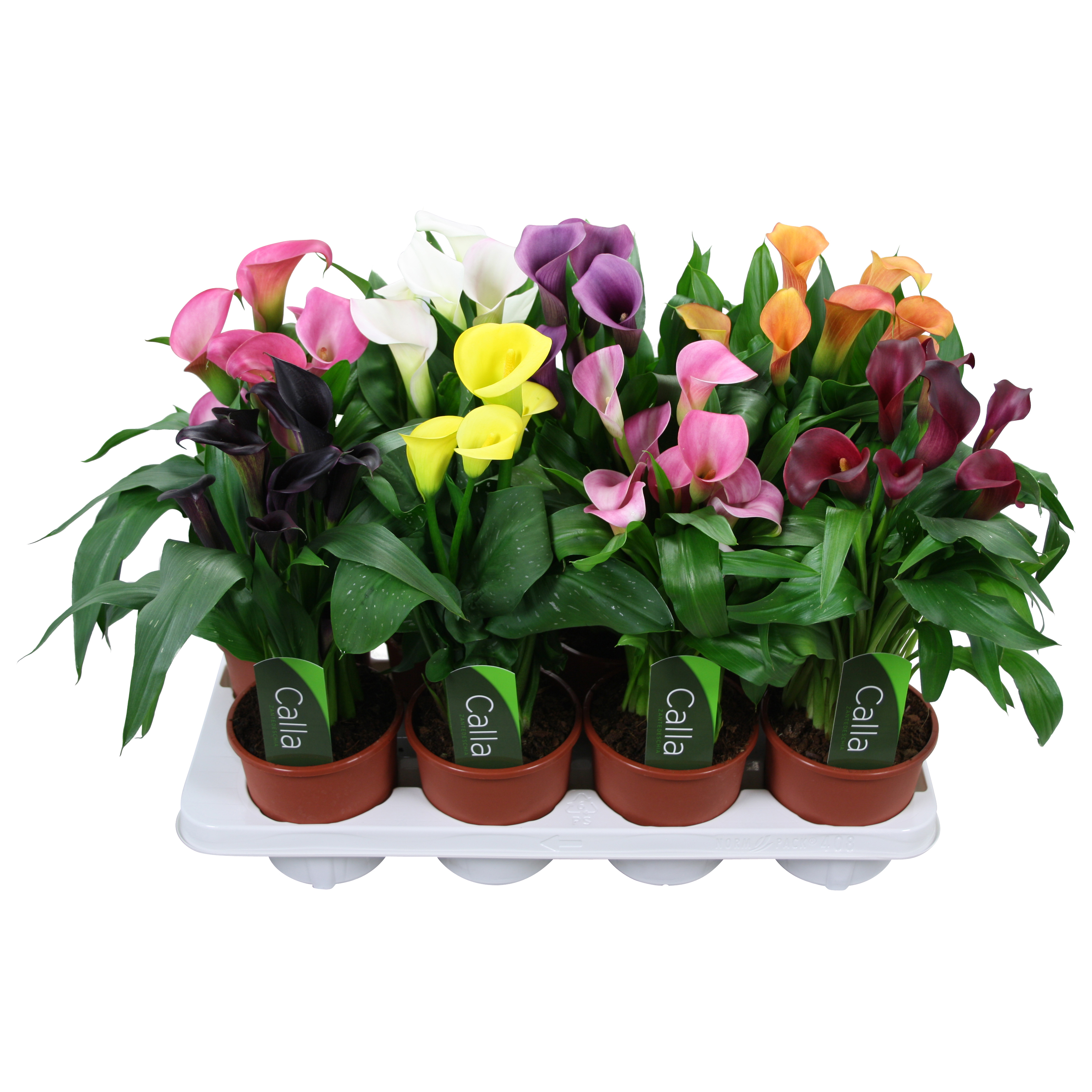 Горшечные цветы и растения оптом Zantedeschia Mix 5+ Label от 8шт из Голландии с доставкой по России