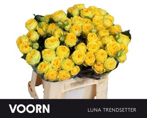 Срезанные цветы оптом Rosa spray luna trendsetter от 40шт из Голландии с доставкой по России