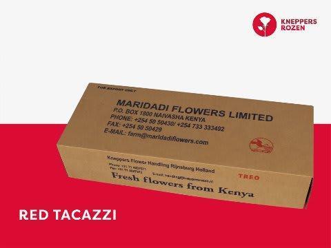 Срезанные цветы оптом Rosa large red tacazzi от 320шт из Голландии с доставкой по России