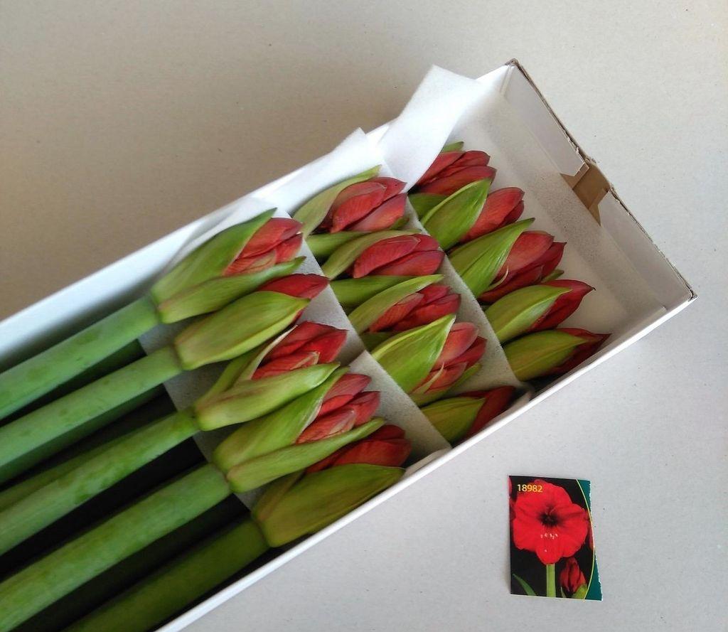 Срезанные цветы оптом Hippeastrum red lion от 15шт из Голландии с доставкой по России