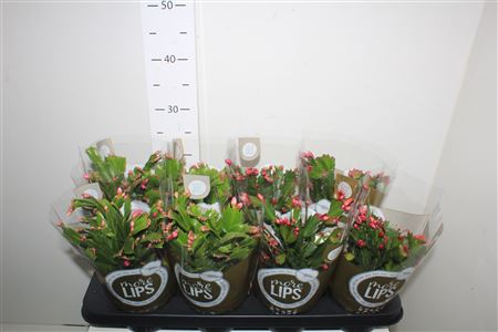 Горшечные цветы и растения оптом ** Schlumb Mix 55+ * Spring Deal * от 8шт из Голландии с доставкой по России