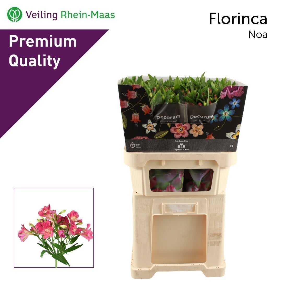 Срезанные цветы оптом Alstroemeria fl noa от 50шт из Голландии с доставкой по России