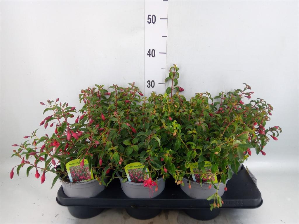 Горшечные цветы и растения оптом Fuchsia Magellanica от 6шт из Голландии с доставкой по России
