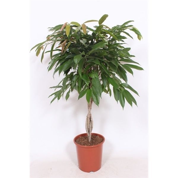 Горшечные цветы и растения оптом Ficus Bin Amstel King Twisted Stem от 1шт из Голландии с доставкой по России