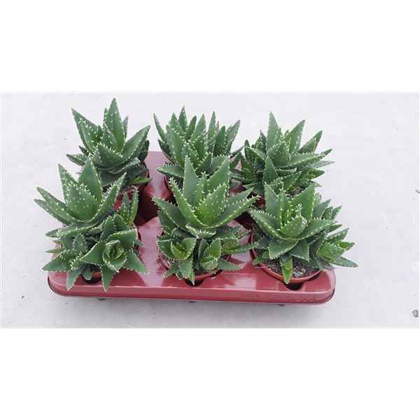 Горшечные цветы и растения оптом Aloe Perfoliata ( Clumb ) от 9шт из Голландии с доставкой по России