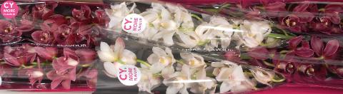 Срезанные цветы оптом Minicymbidium mix love от 6шт из Голландии с доставкой по России