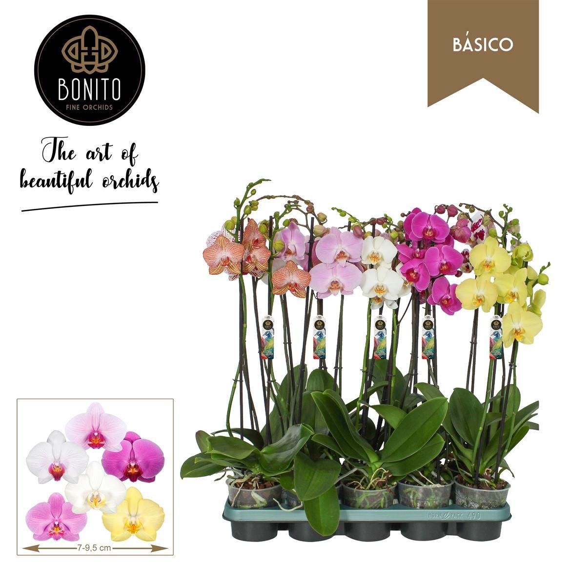 Горшечные цветы и растения оптом Phal 2st Basico Mix (bonito) от 10шт из Голландии с доставкой по России