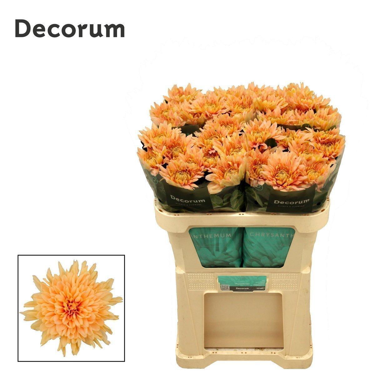 Срезанные цветы оптом Chrys bl kalimba salmon от 100шт. из Голландии с доставкой по России