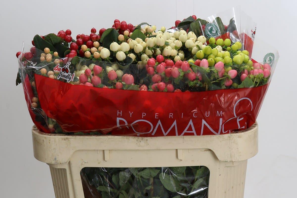 Срезанные цветы оптом Hypericum rainbow spray romance от 50шт из Голландии с доставкой по России