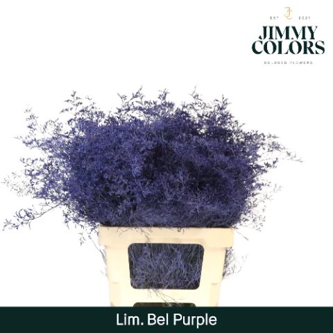 Срезанные цветы оптом Limonium beltlaard paint purple от 25шт из Голландии с доставкой по России