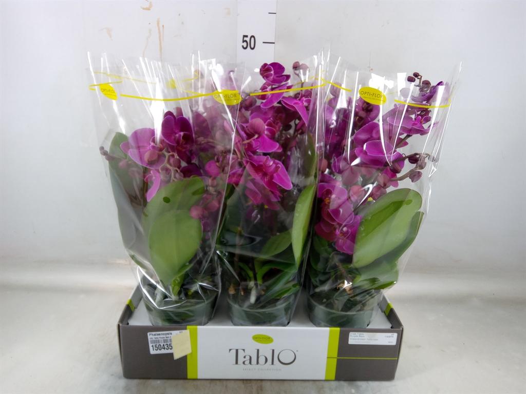 Горшечные цветы и растения оптом Phal 2st Hendrix (opti) от 6шт из Голландии с доставкой по России