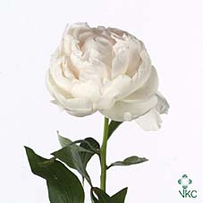 Срезанные цветы оптом Paeonia claude tain от 40шт из Голландии с доставкой по России