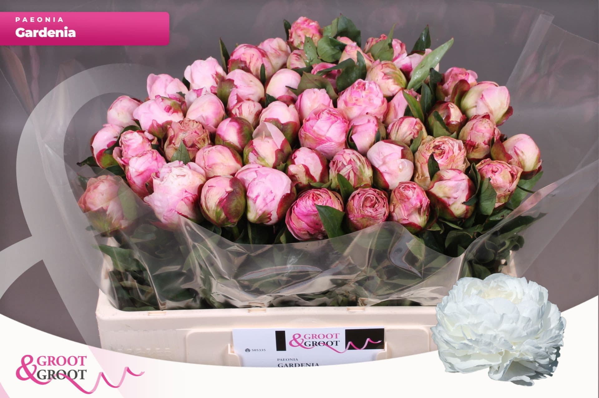Срезанные цветы оптом Paeonia gardenia от 50шт из Голландии с доставкой по России