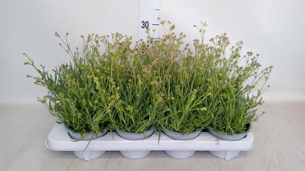 Горшечные цветы и растения оптом Gypsophila Cerastioides от 8шт из Голландии с доставкой по России