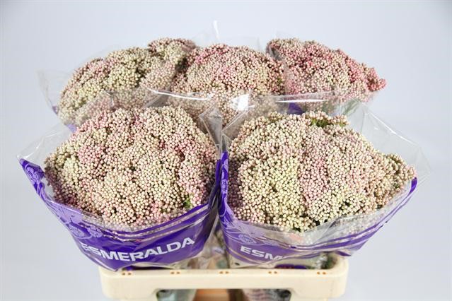 Срезанные цветы оптом Ozothamnus cooks tall pink от 50шт. из Голландии с доставкой по России