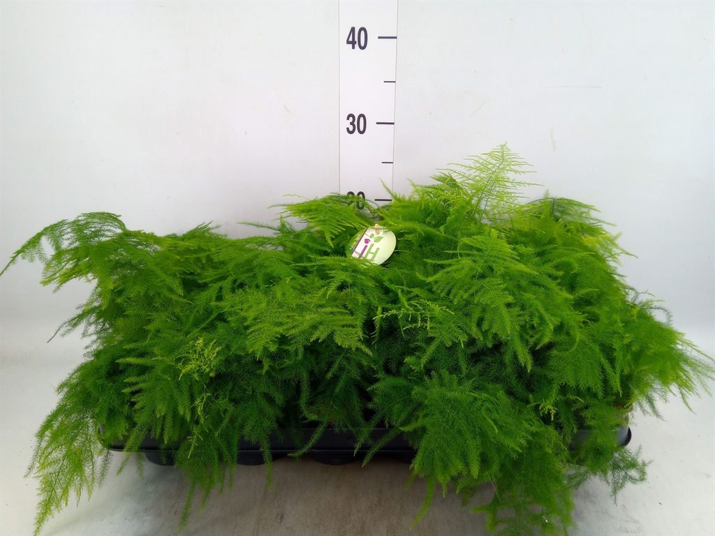 Горшечные цветы и растения оптом Asparagus Setaceus от 18шт (для телеги) из Голландии с доставкой по России