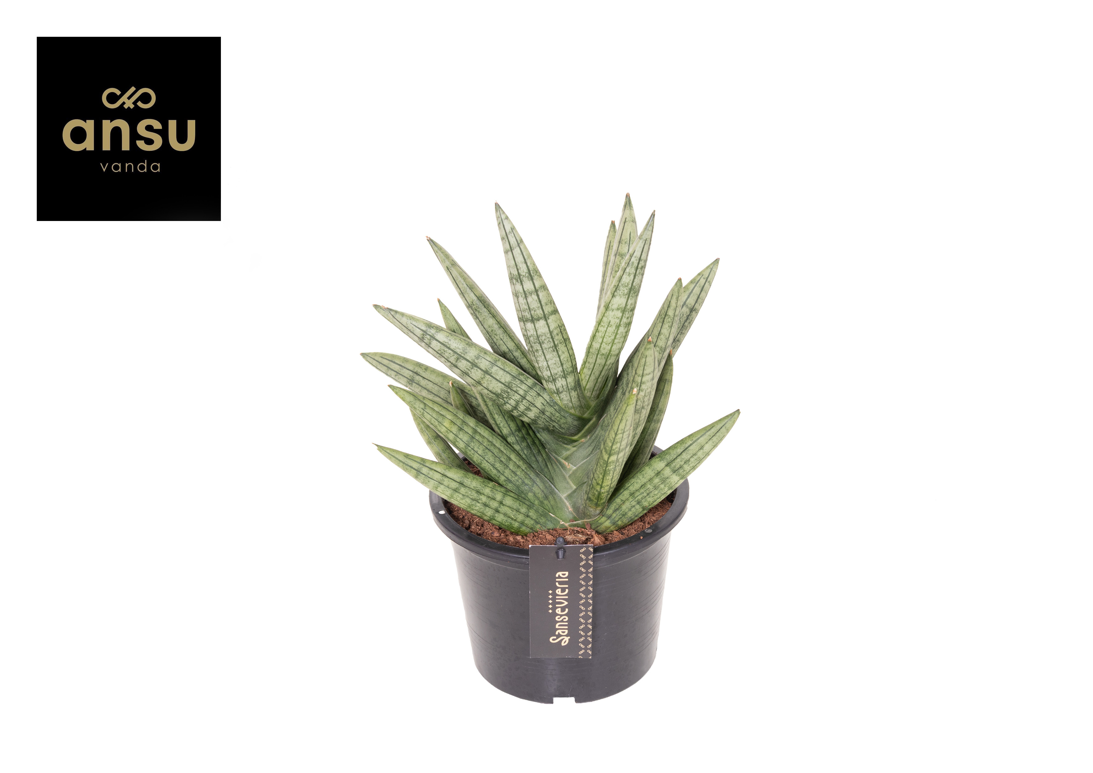 Горшечные цветы и растения оптом Sansevieria Inti No. 1 от 4шт из Голландии с доставкой по России