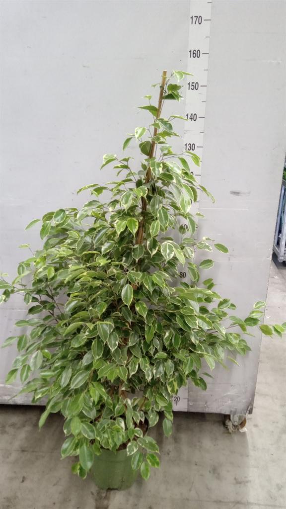 Горшечные цветы и растения оптом Ficus Benja. golden King от 1шт из Голландии с доставкой по России
