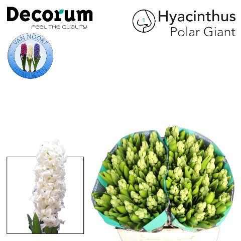 Срезанные цветы оптом Hyacinthus polar giant от 50шт из Голландии с доставкой по России