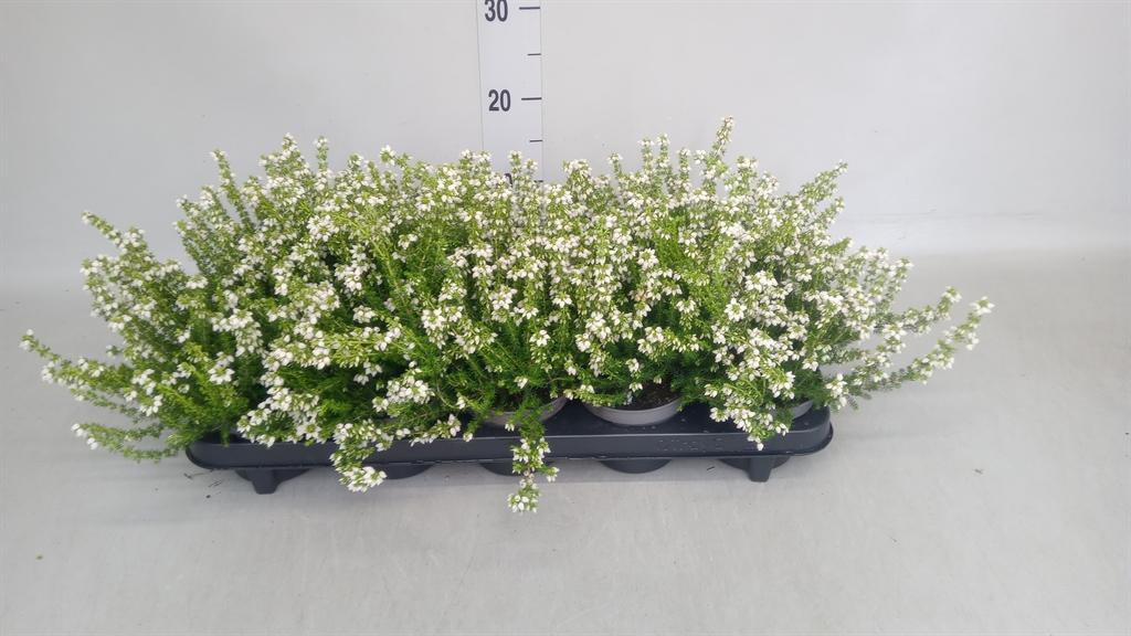 Горшечные цветы и растения оптом Erica Cinerea F. Alba от 10шт из Голландии с доставкой по России