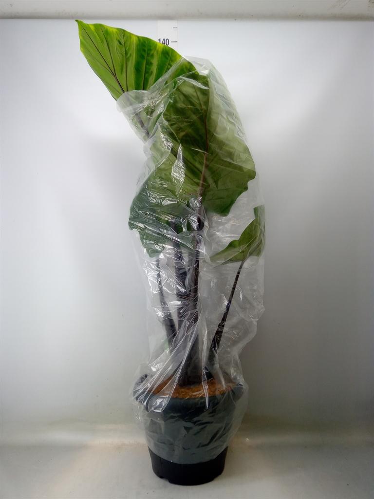 Горшечные цветы и растения оптом Alocasia   ... от 1шт (для телеги) из Голландии с доставкой по России