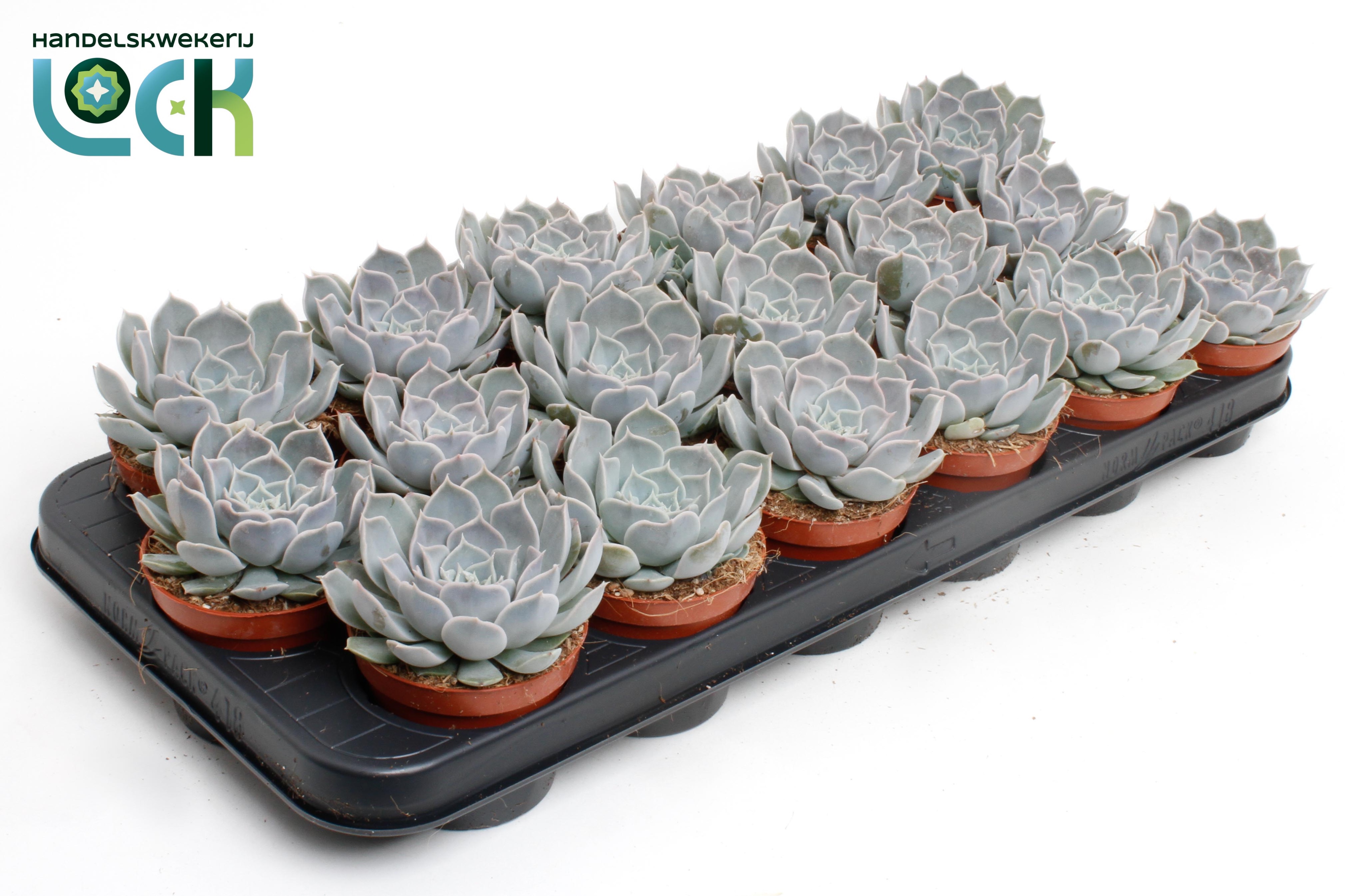 Горшечные цветы и растения оптом Echeveria Lotus от 18шт (для телеги) из Голландии с доставкой по России