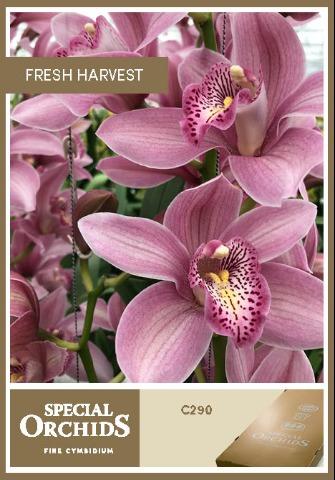 Срезанные цветы оптом Cymbidium pink elliot rogers C290 от 16шт. из Голландии с доставкой по России