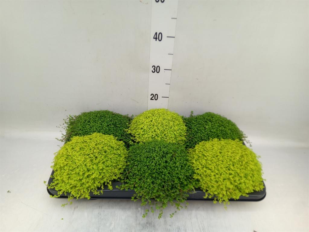 Горшечные цветы и растения оптом Soleirolia Soleirolii   ...mix 2 от 6шт из Голландии с доставкой по России