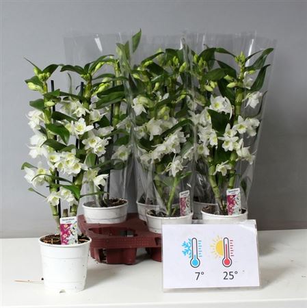 Горшечные цветы и растения оптом Dendr Nob 2st Apollon 12/16+ (de Hoog) от 6шт из Голландии с доставкой по России