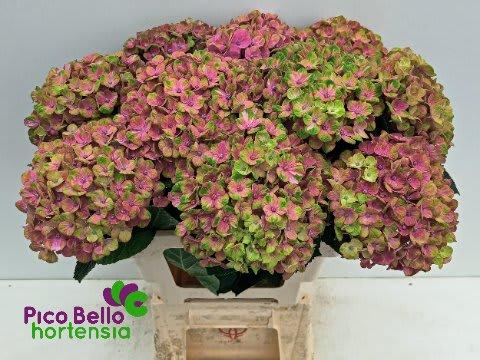 Срезанные цветы оптом Hydrangea mag coral от 10шт из Голландии с доставкой по России