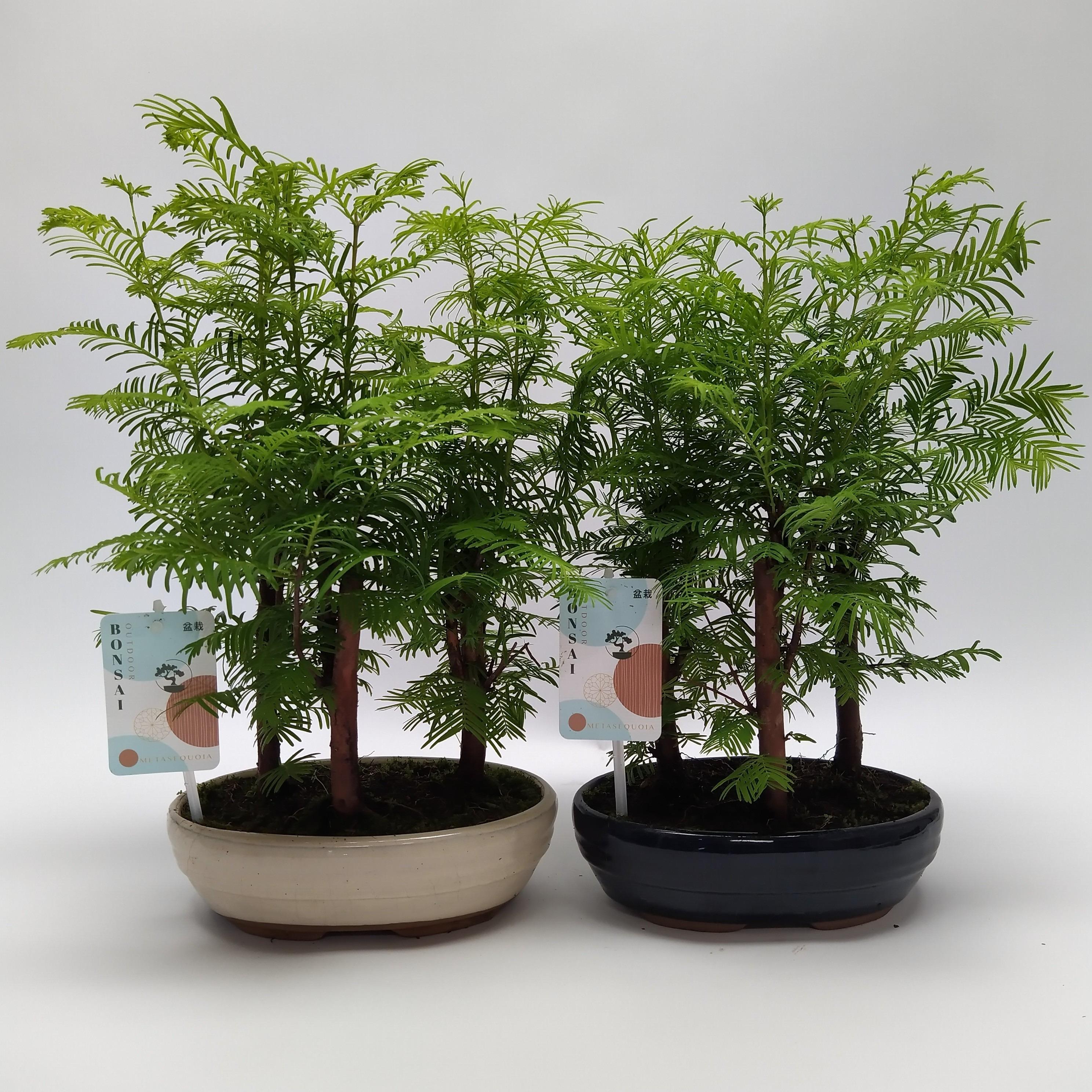 Горшечные цветы и растения оптом Bonsai Metasequoia Forest Oval от 6шт из Голландии с доставкой по России