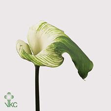 Срезанные цветы оптом Zantedeschia ae green goddess от 25шт из Голландии с доставкой по России