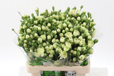 Срезанные цветы оптом Dianthus sp green от 80шт из Голландии с доставкой по России