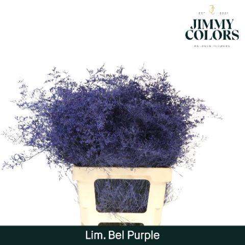 Срезанные цветы оптом Limonium beltlaard paint purple от 25шт из Голландии с доставкой по России