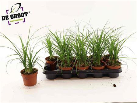 Горшечные цветы и растения оптом Beaucarnea Recur от 10шт из Голландии с доставкой по России
