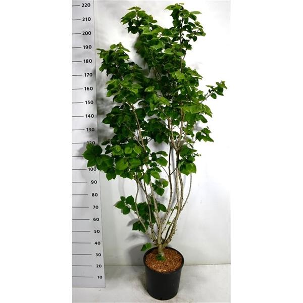 Горшечные цветы и растения оптом Cercis Chin Avondale от 1шт из Голландии с доставкой по России