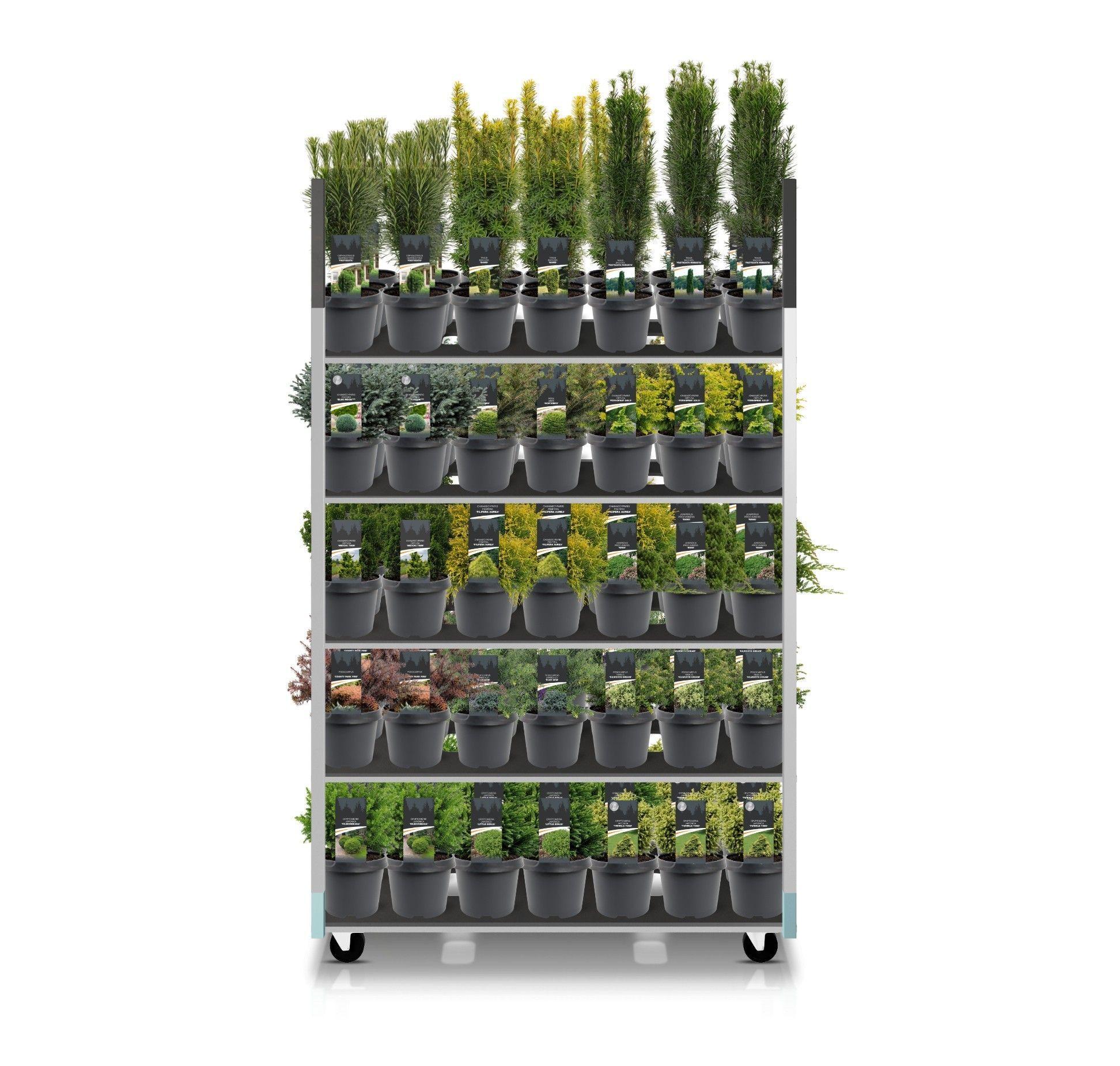 Горшечные цветы и растения оптом Coniferen Mix Cc Exclusive от 1шт из Голландии с доставкой по России