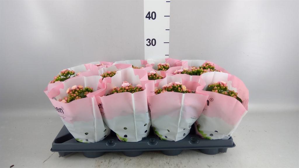 Горшечные цветы и растения оптом Kalanchoe Nf ... AA от 6шт из Голландии с доставкой по России